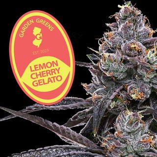 Lemon Cherry Gelato Garden Greens