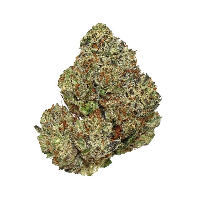 SherBacio Green Dragon (CO)