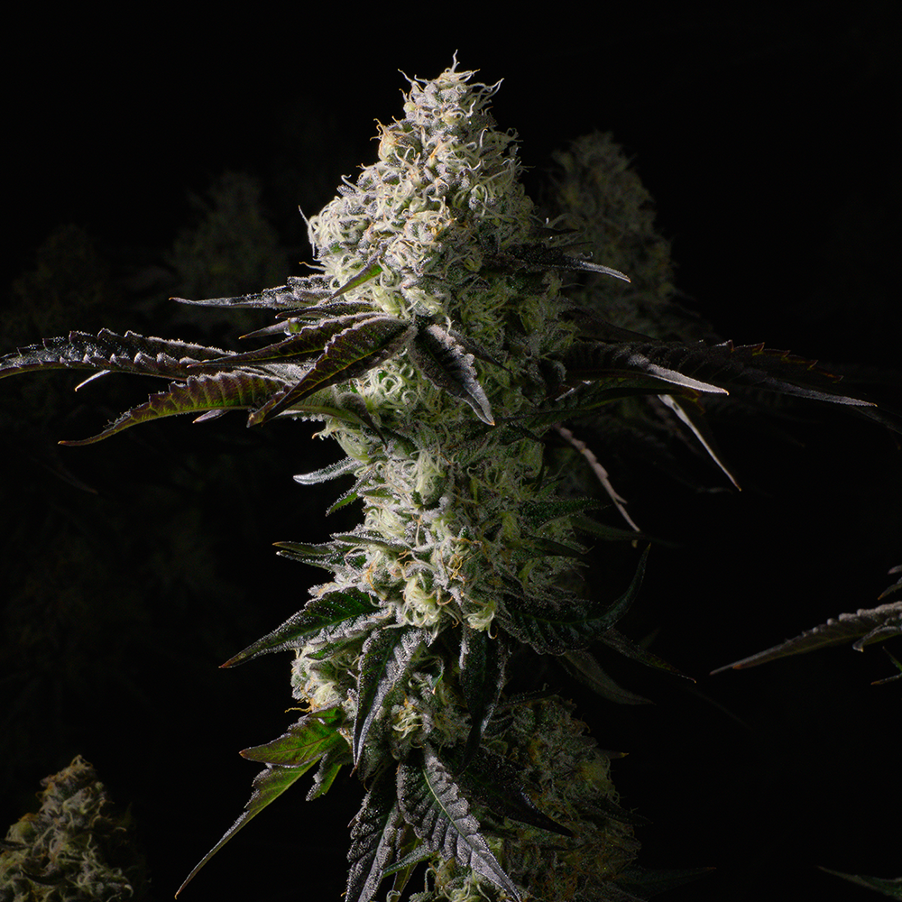 Rythm Afternoon Delight #4 Smalls Flower, 7g - image 3