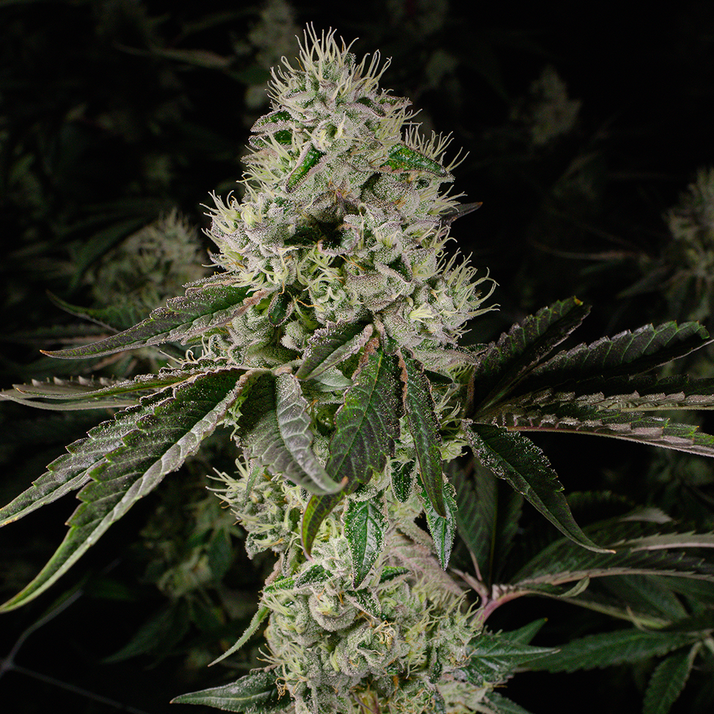 Rythm Brownie Scout Smalls Flower, 7g - image 2