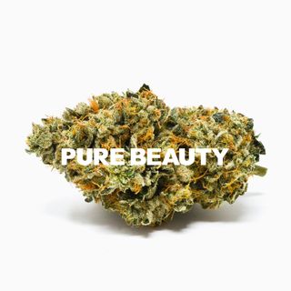 Bermuda Triangle Pure Beauty