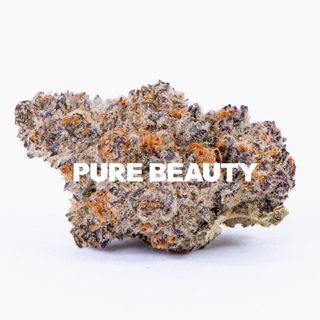 Sea Star Pure Beauty