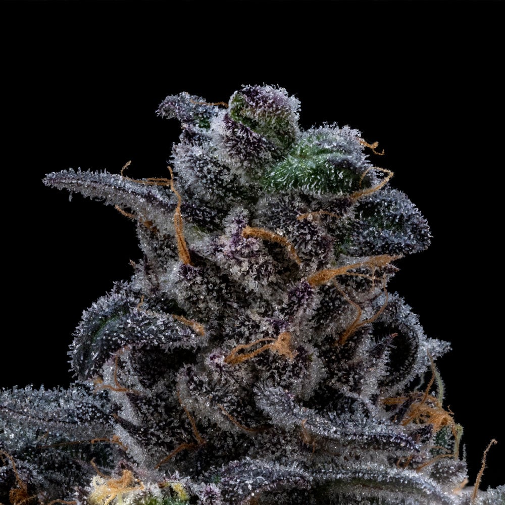 Purple Plague