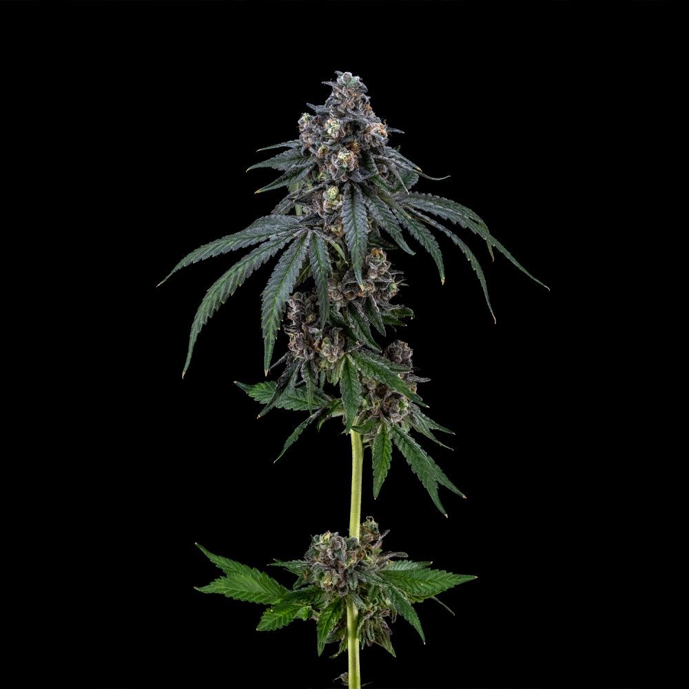 FloraCal Purple Plague Flower, 3.5g - image 2