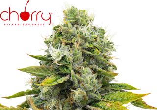 Black Maple Cherry