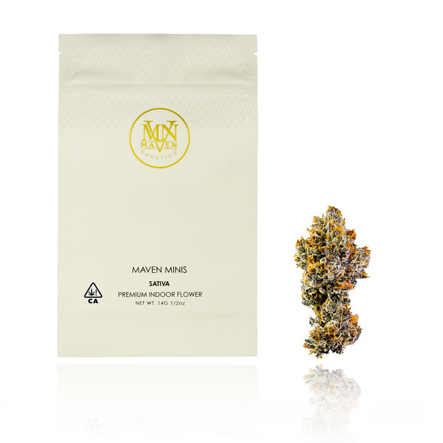 Orange Bellini Maven Genetics