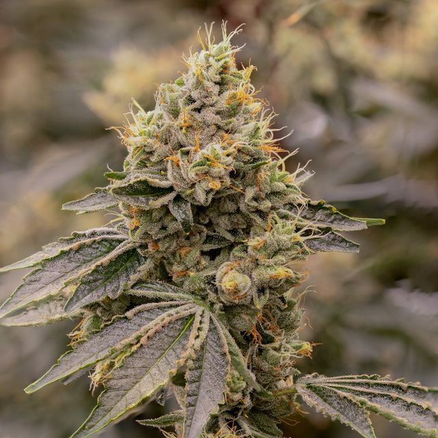 SFV OG Sol Canna