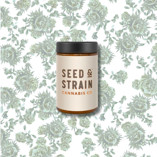 Crotch Rocket Seed & Strain 