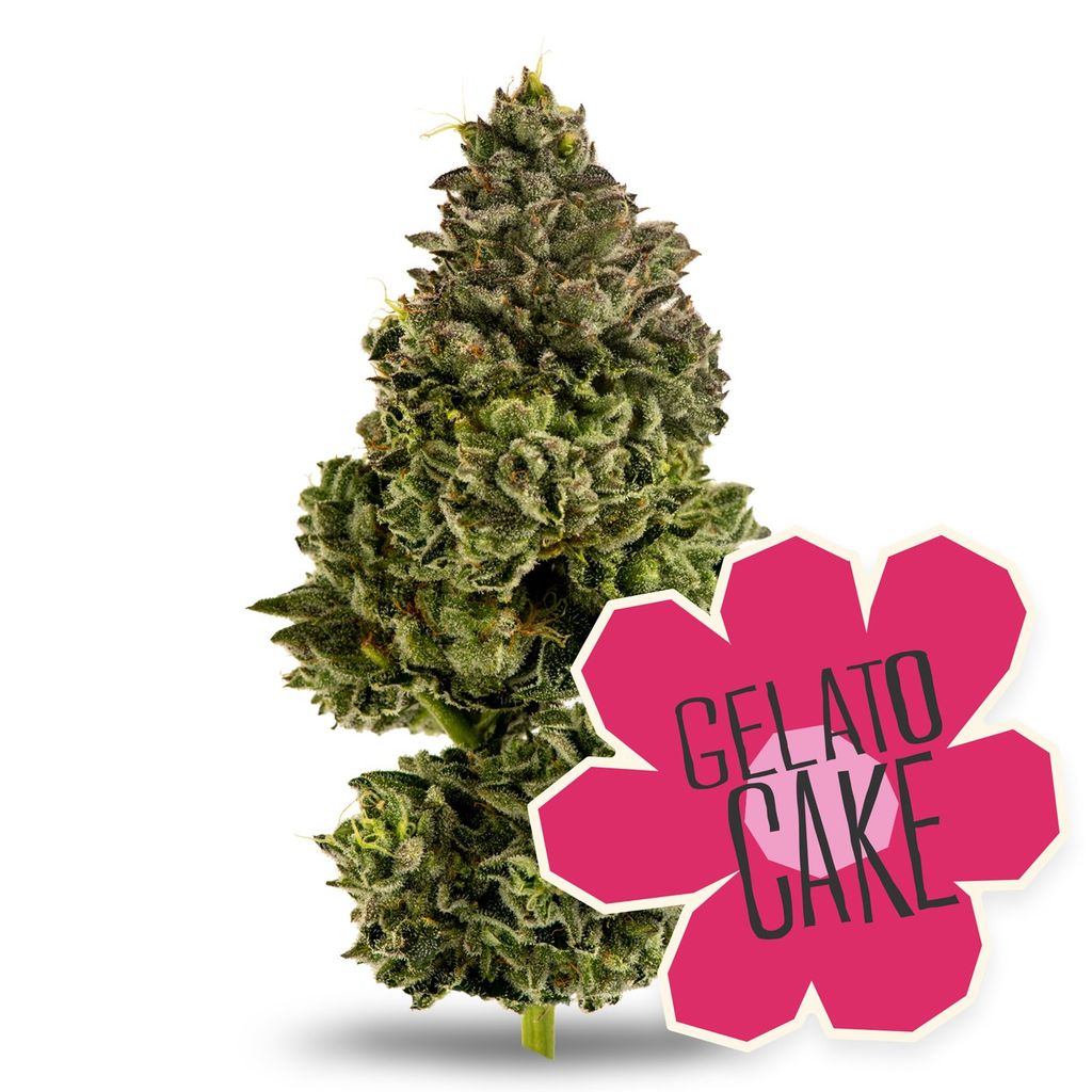 District Cannabis Gelato Cake 28.0g Flower