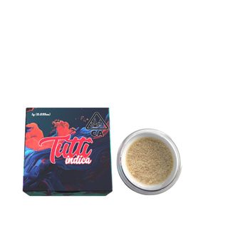 Governmint Oasis Tutti