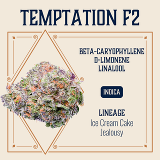 Temptation F2 Elevate