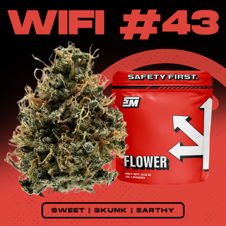 Wifi #43 Safety Meeting