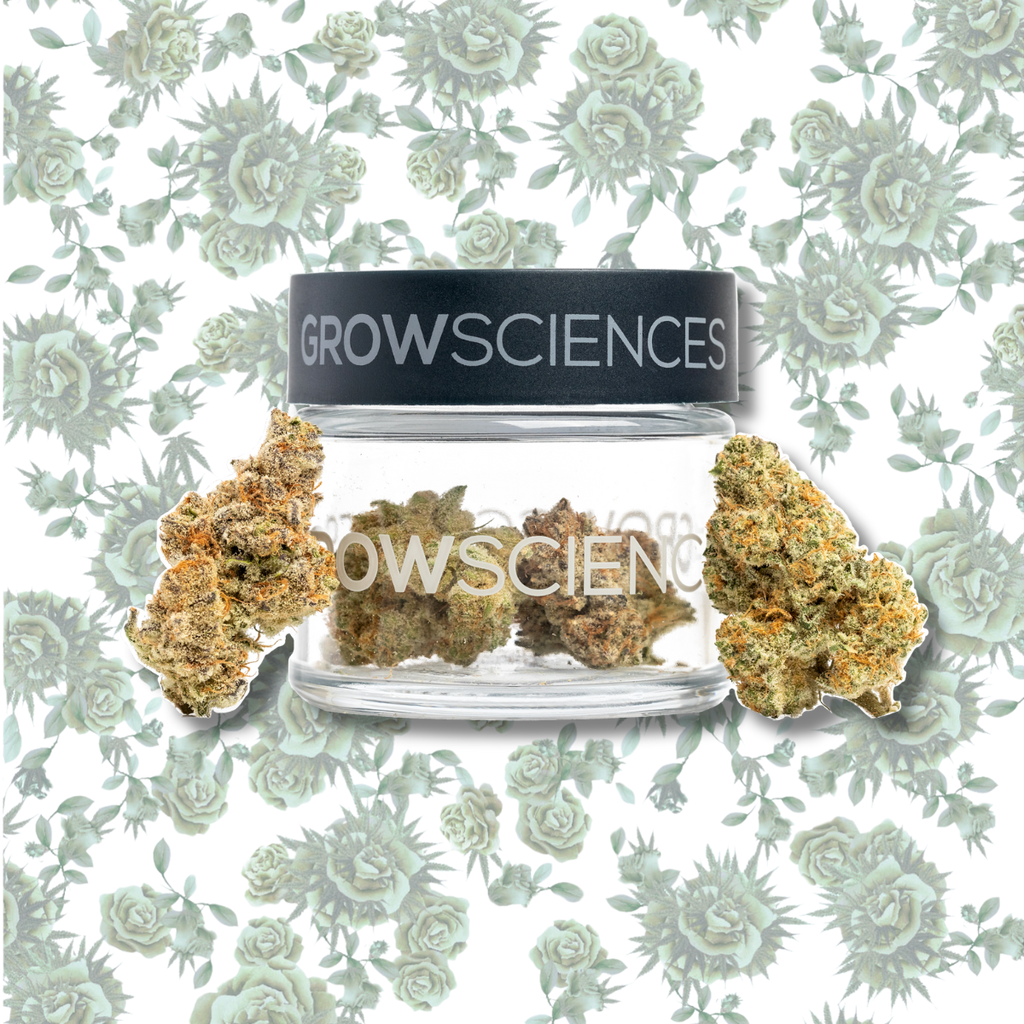 Buy Cannabis online | Green Rose Lincolnwood | Lincolnwood | Illinois