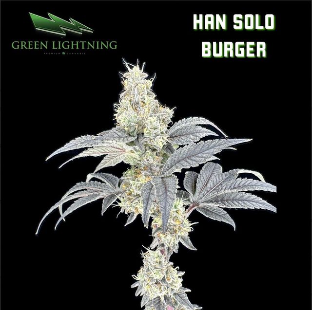 Han Solo Burger | 3.5g Flower Green Lightning