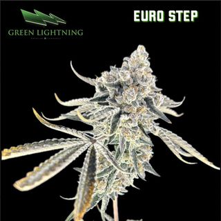Euro Step | 3.5g Flower Green Lightning