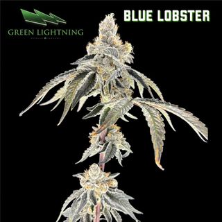 Blue Lobster | 3.5G Flower Green Lightning
