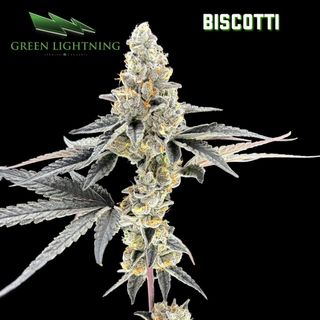 Biscotti | 3.5g Flower Green Lightning