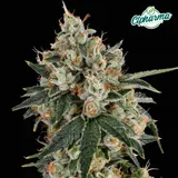 Chem Valley Kush