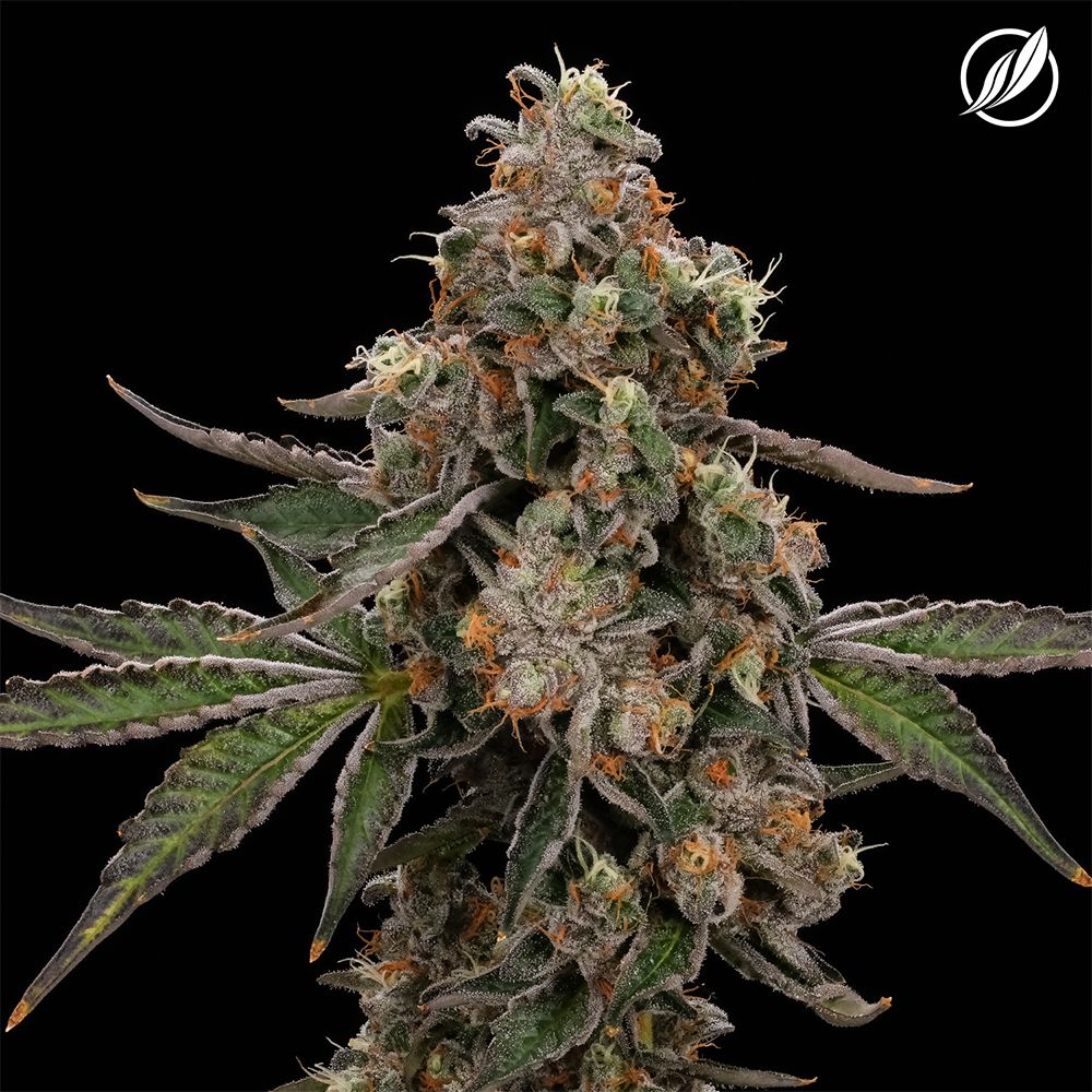 CTPharma Durban Stardawg Flower, 3.5g