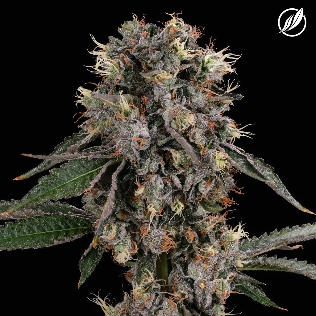CTPharma Sunny Stomper 3.5g Flower