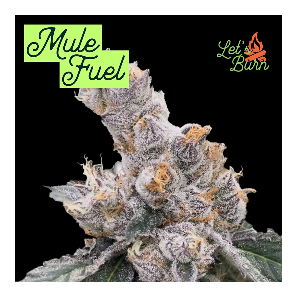 Let's Burn Mule Fuel Flower, 3.5g - image 2