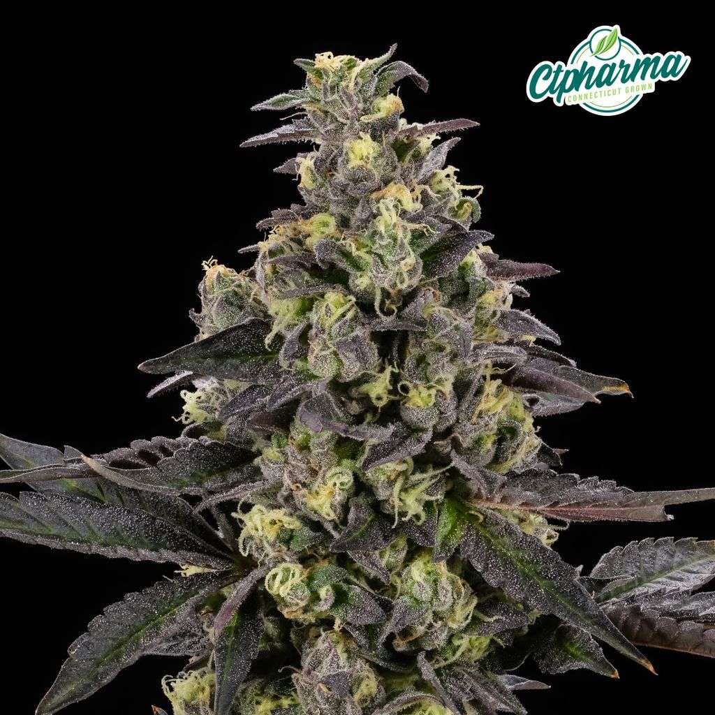 CTPharma Gush Mintz Flower, 3.5g