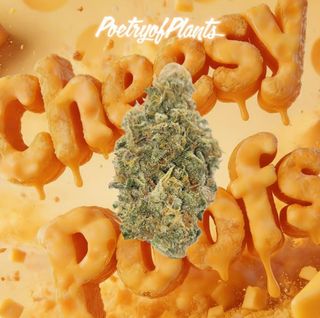 Cheesy Poofs Poetry of Plants