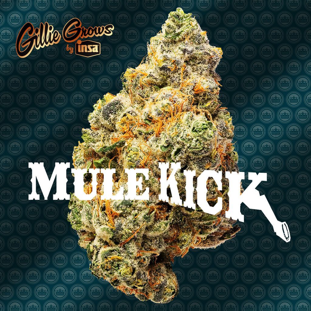 Gillie Grows Mule Kick Flower, 3.5g