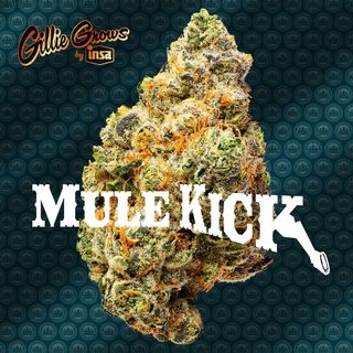 Mule Kick product