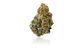 Sunshine OG Savvy Sunshine OG Savvy