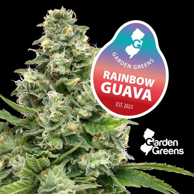 Rainbow Guava  Garden Greens