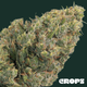 Lime OG Crops Lime OG Crops