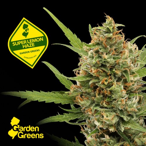 Super Lemon Haze