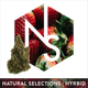 Wizard Spray #1 Natural Selections Wizard Spray #1 Natural Selections