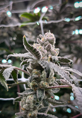 Dulce de Uva High Grass Premium