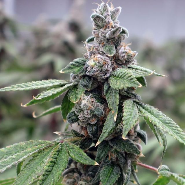 Apple Fritter High Grass Premium Apple Fritter High Grass Premium