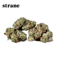 Frosted Jungle Strane Frosted Jungle Strane
