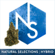 Zsunami #22 Natural Selections Zsunami #22 Natural Selections
