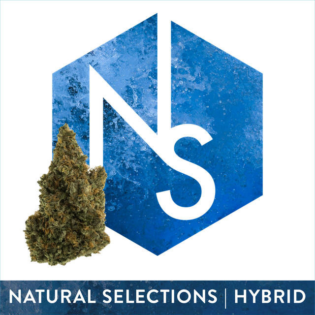 Zsunami #22 Natural Selections Zsunami #22 Natural Selections