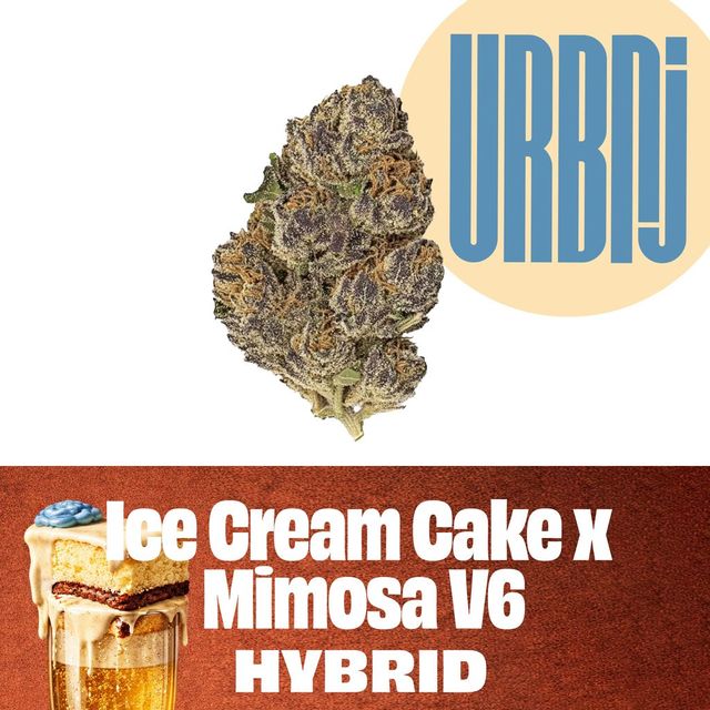 Ice Cream Cake x Mimosa V6 URBNJ
