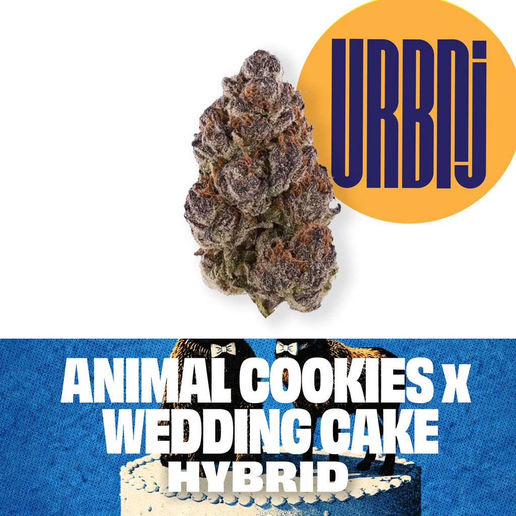 Animal Cookies x Wedding Cake