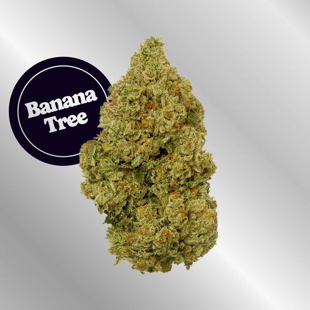 Banana Tree Kind Tree