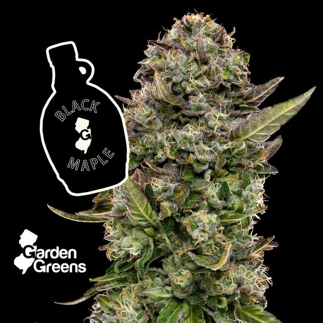 Black Maple  Garden Greens