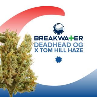 Deadhead OG x Tom Hill Haze | 3.5g Flower Breakwater