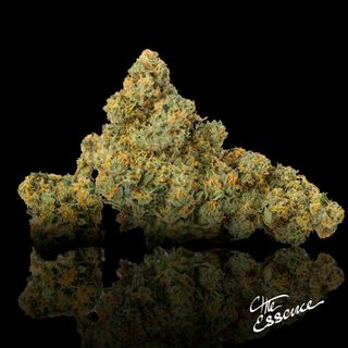 Apricot Stomper (the) Essence