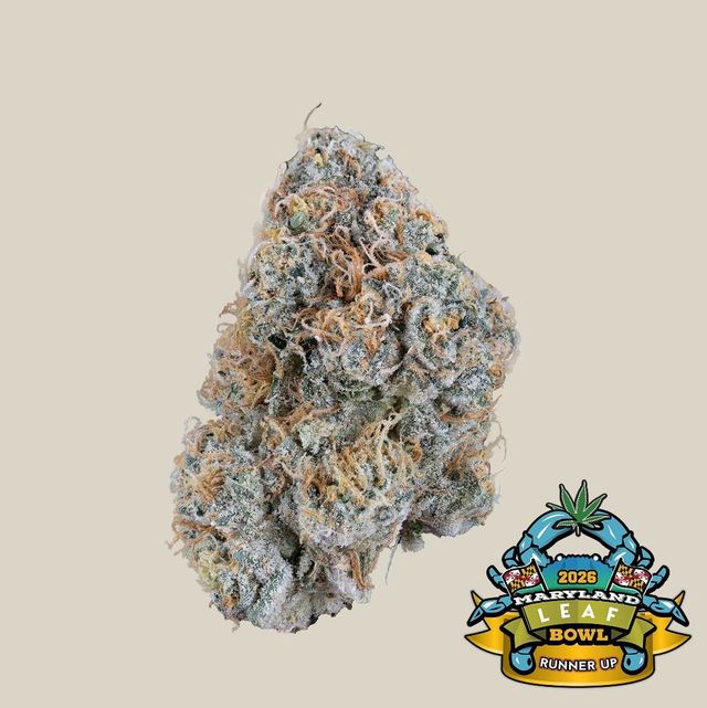 Skywalker 11 Kind Tree