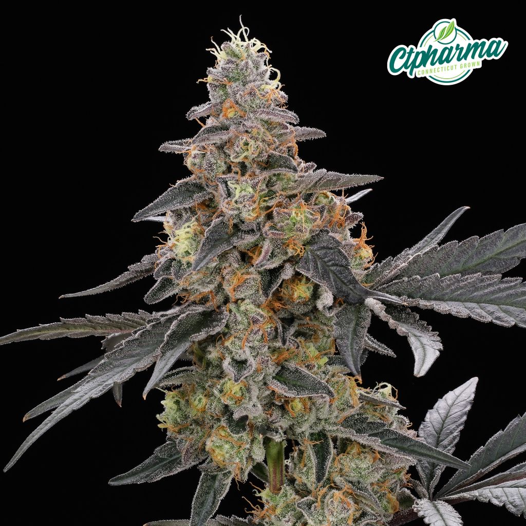 CTPharma Applescotti 3.5g Flower