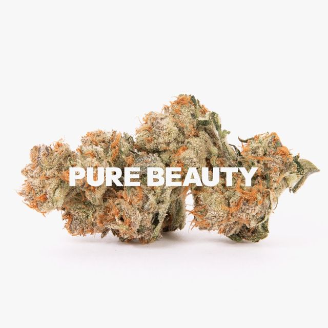 Honey Runtz Pure Beauty