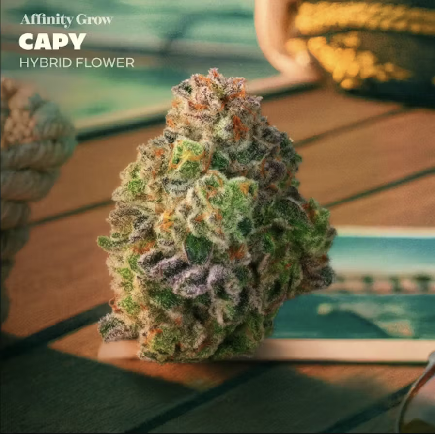 Capy