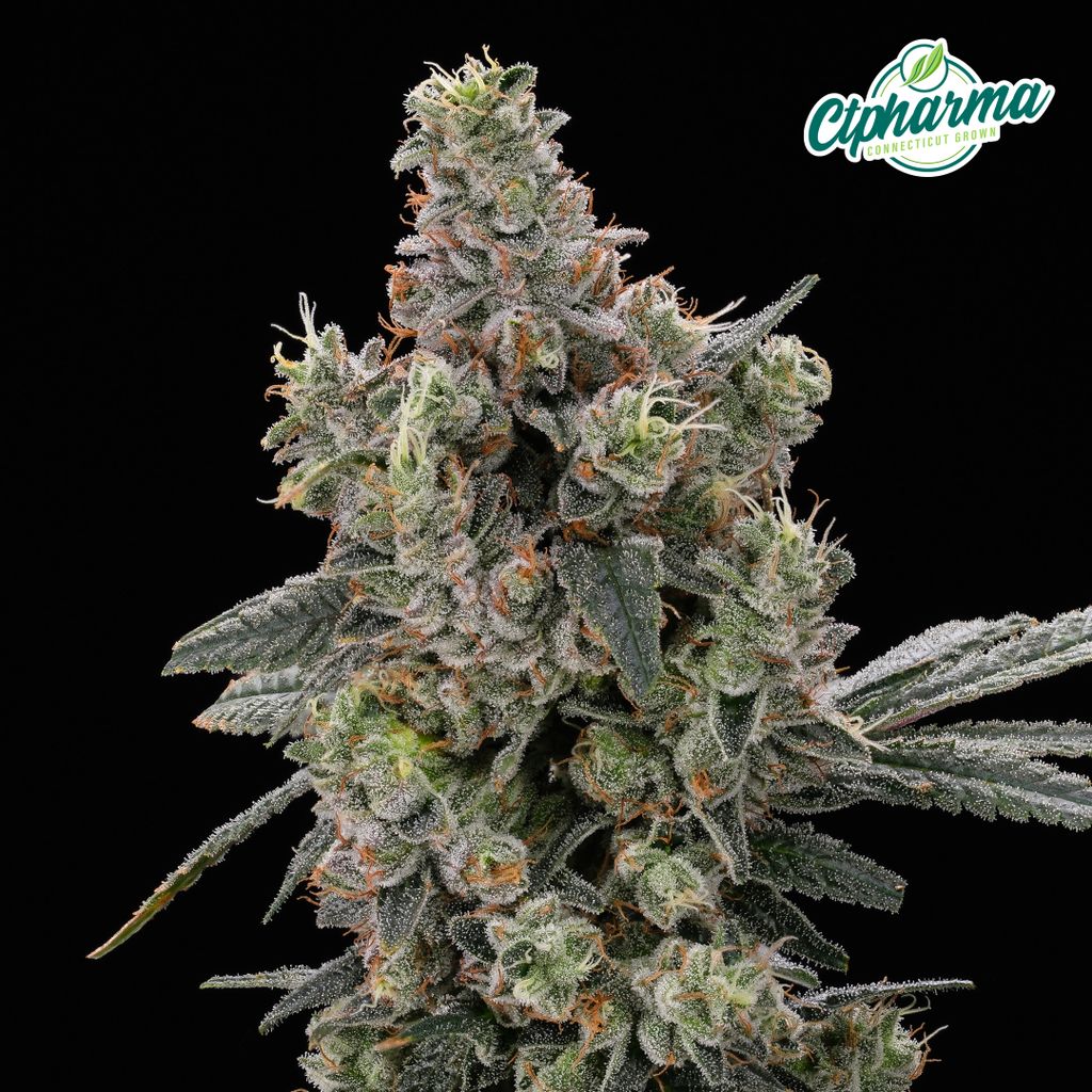 CTPharma Original Glue 3.5g Flower